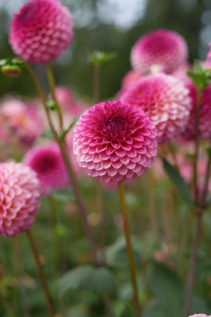 RM PARTY POPPER - NEW 2026!