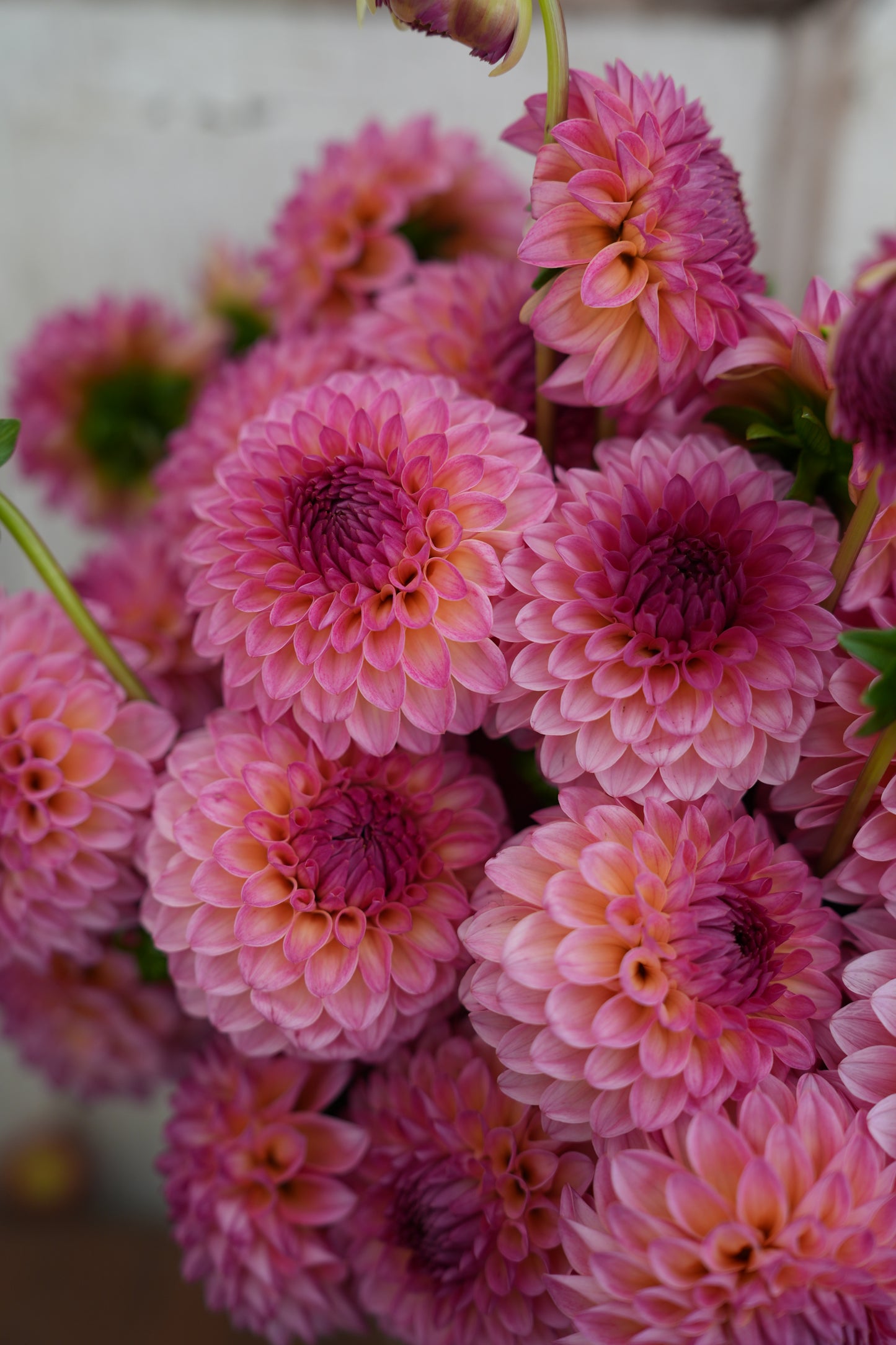 RM PARTY POPPER - NEW 2026!