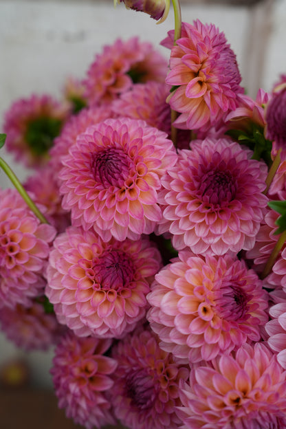 RM PARTY POPPER - NEW 2026!