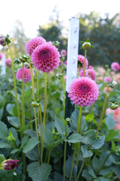 RM PARTY POPPER - NEW 2026!