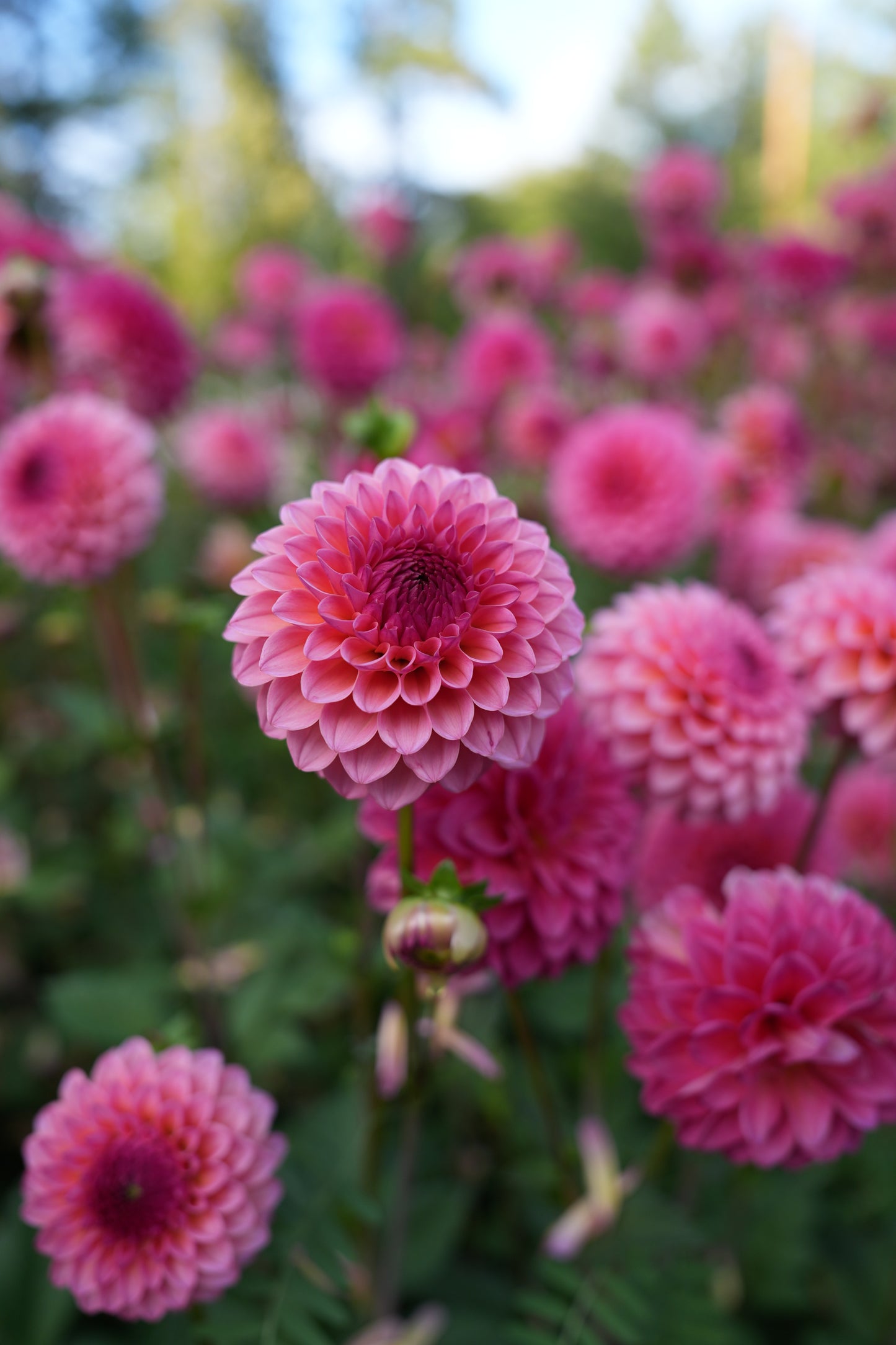 RM PARTY POPPER - NEW 2026!