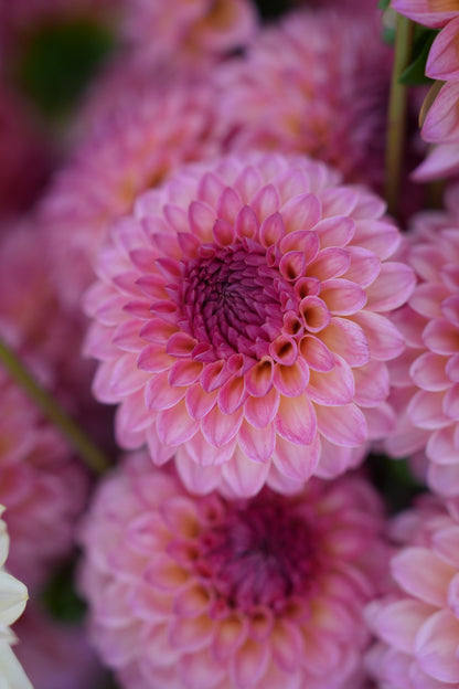 RM PARTY POPPER - NEW 2026!