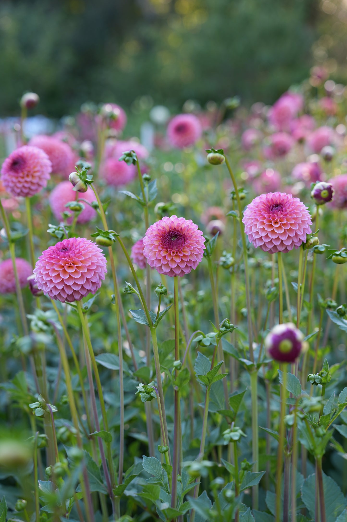 RM PARTY POPPER - NEW 2026!