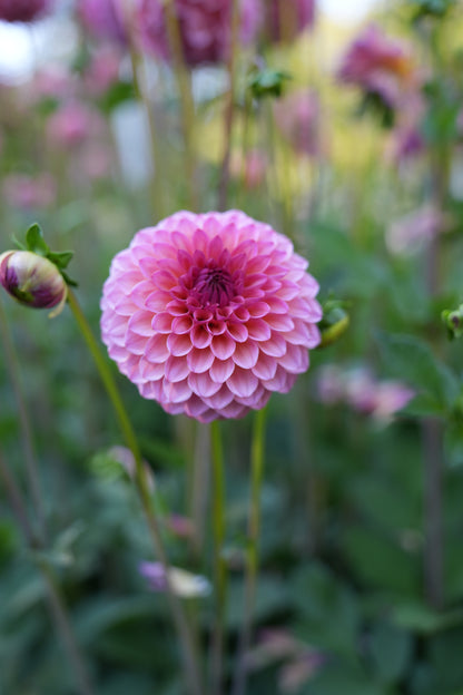 RM PARTY POPPER - NEW 2026!