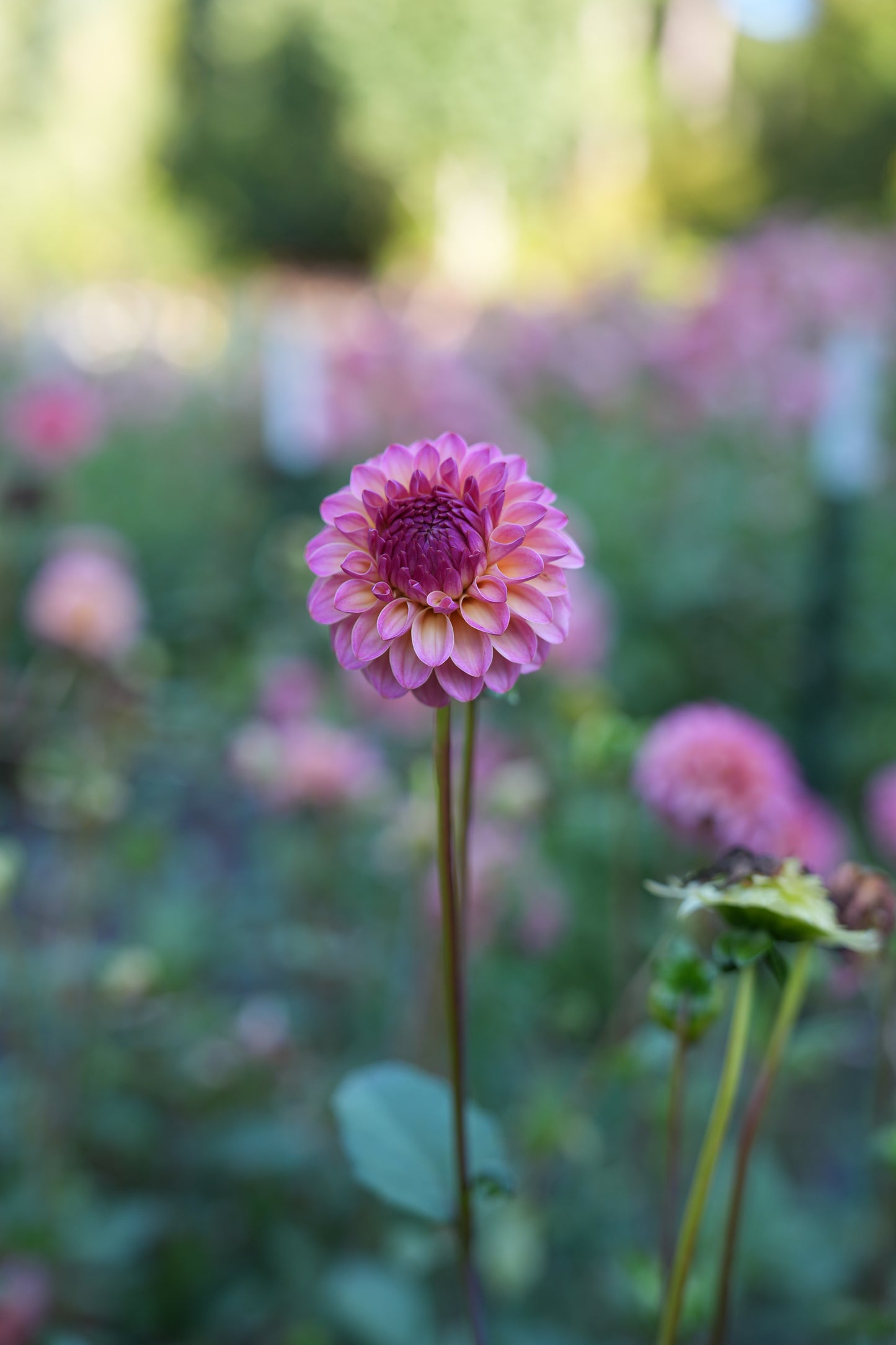 RM PARTY POPPER - NEW 2026!