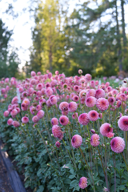 RM PARTY POPPER - NEW 2026!