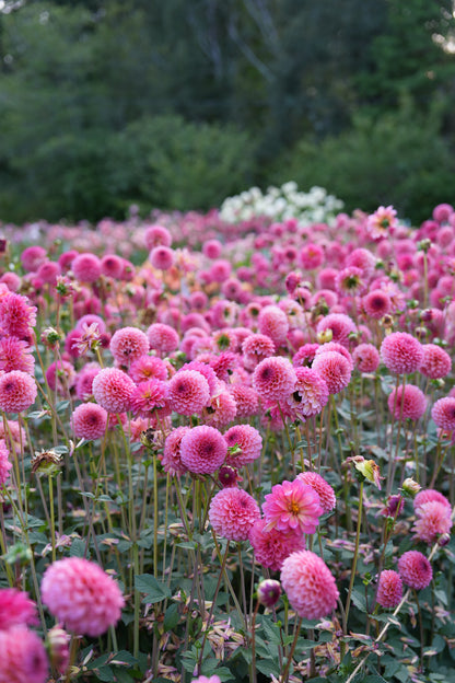 RM PARTY POPPER - NEW 2026!