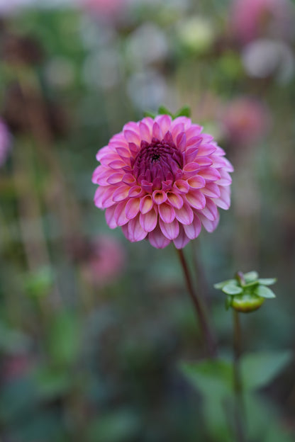 RM PARTY POPPER - NEW 2026!