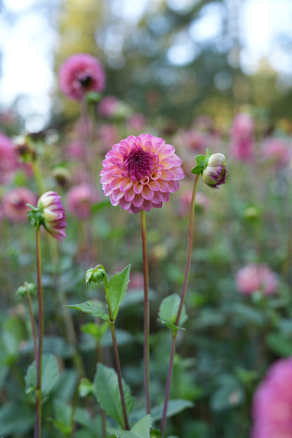 RM PARTY POPPER - NEW 2026!