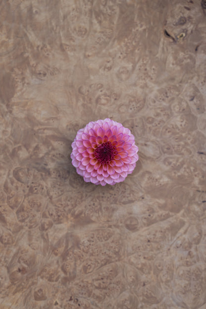 RM PARTY POPPER - NEW 2026!