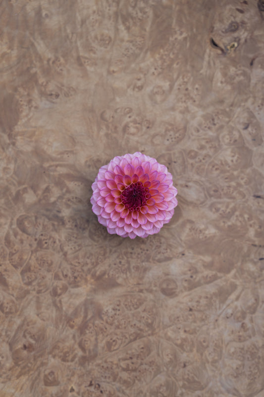 RM PARTY POPPER - NEW 2026!