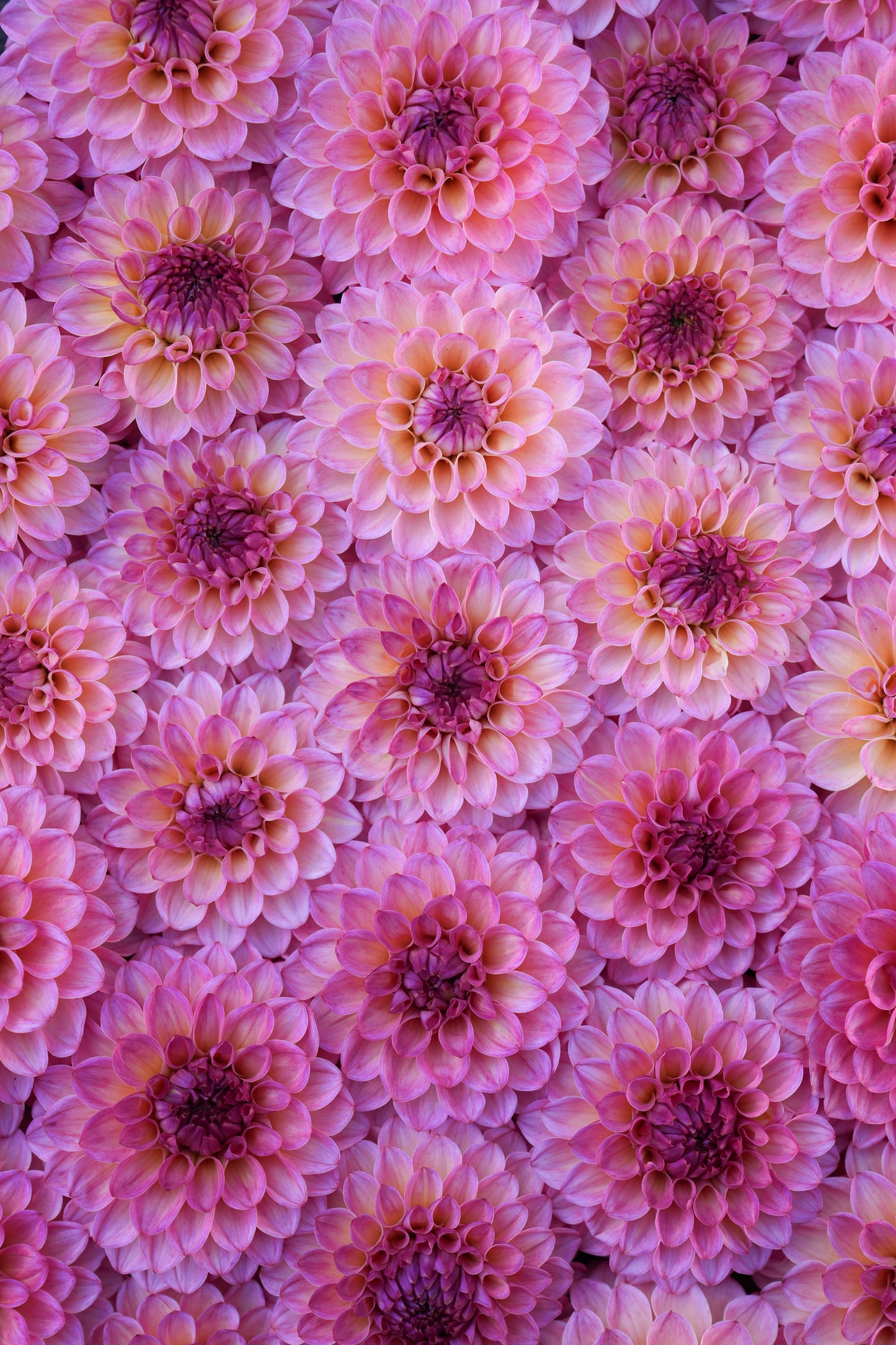 RM PARTY POPPER - NEW 2026!