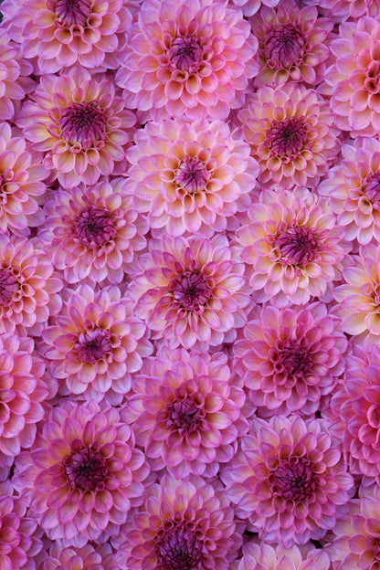 RM PARTY POPPER - NEW 2026!