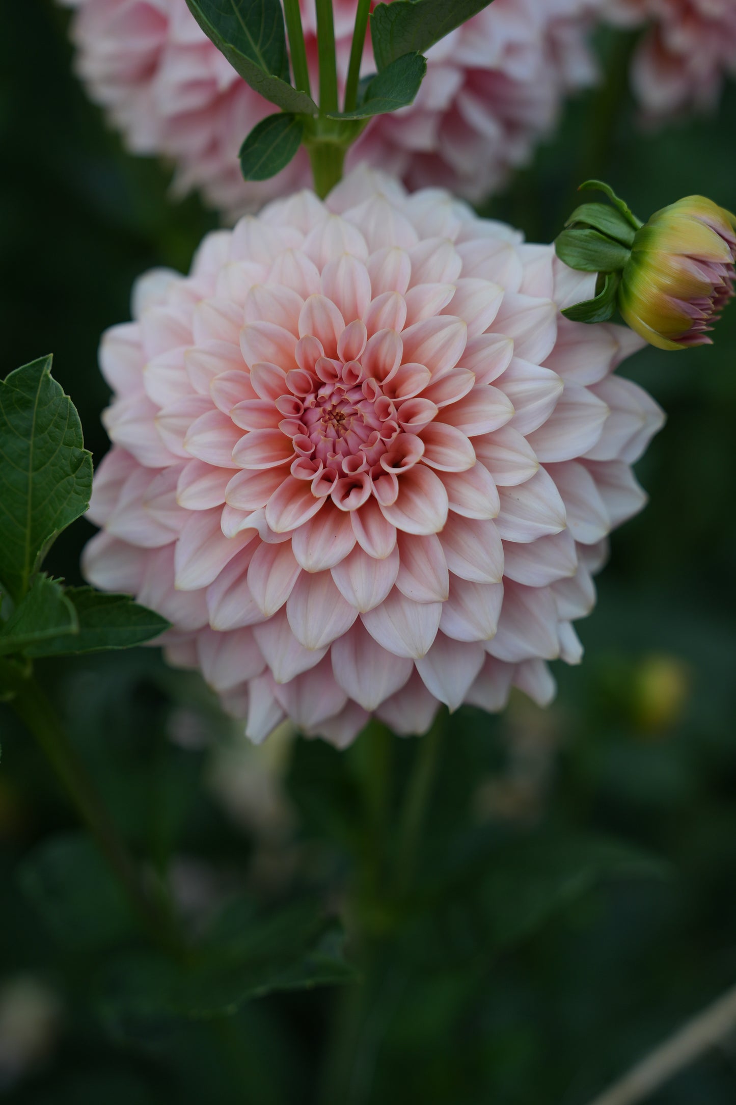 RM PEACHY PINK - NEW 2026!