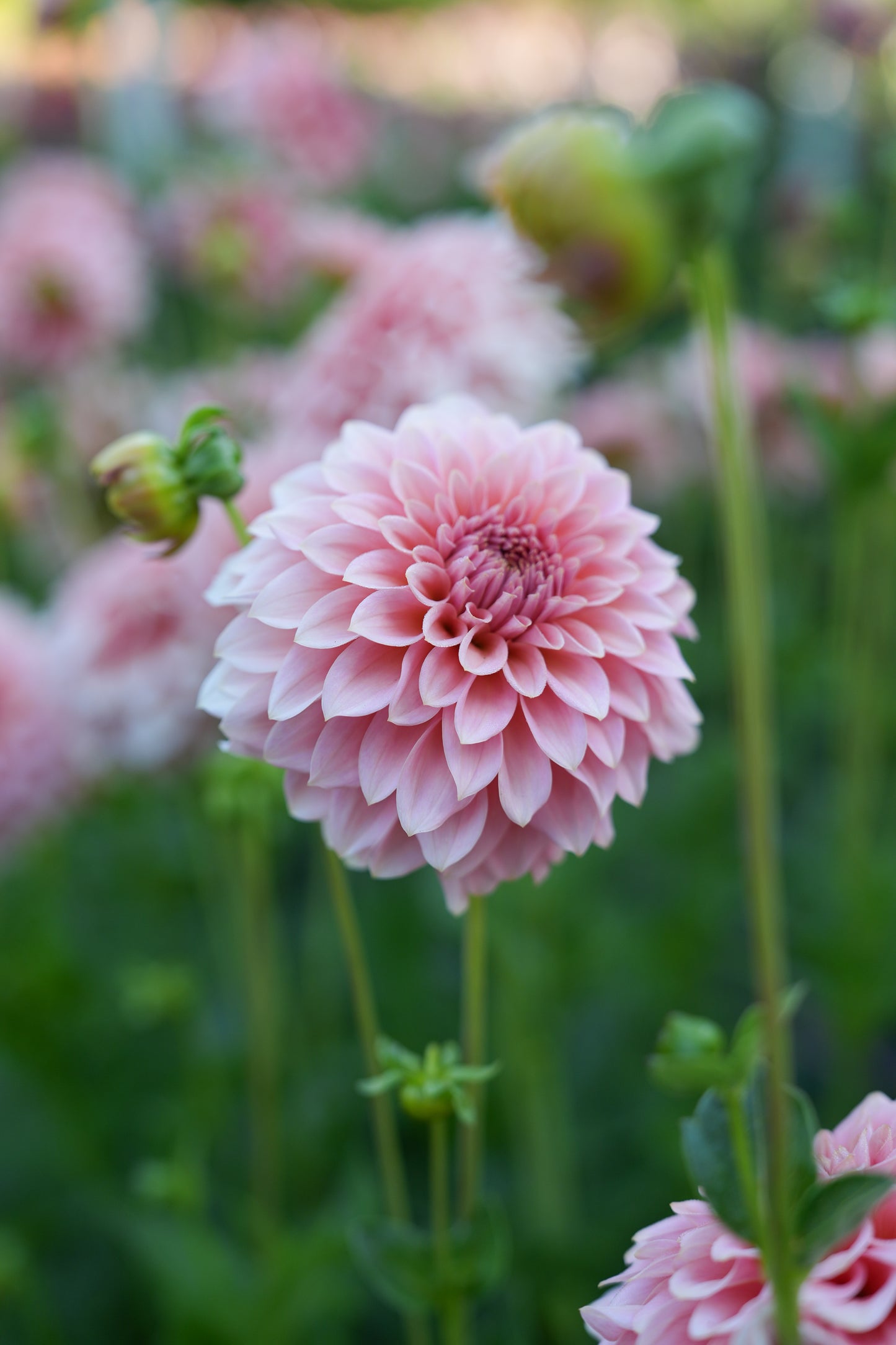 RM PEACHY PINK - NEW 2026!