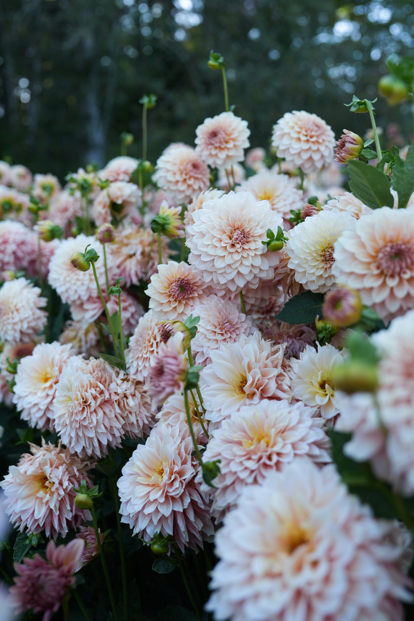 RM PEACHY PINK - NEW 2026!