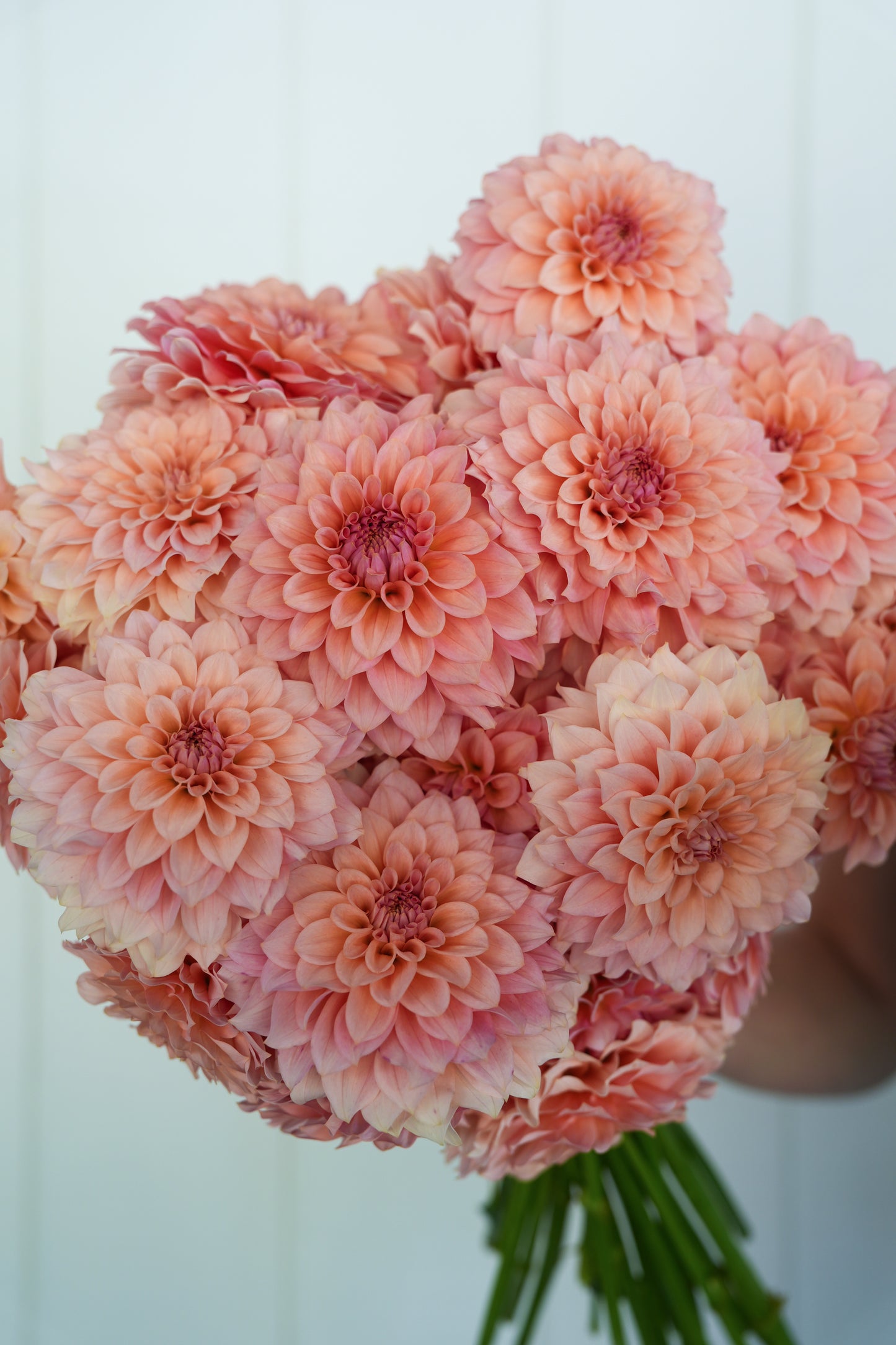 RM PEACHY PINK - NEW 2026!