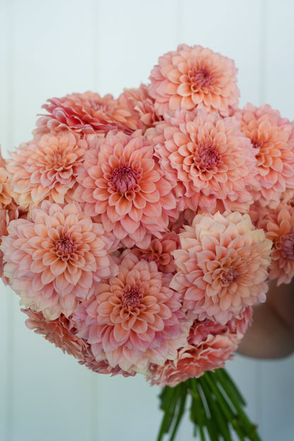 RM PEACHY PINK - NEW 2026!