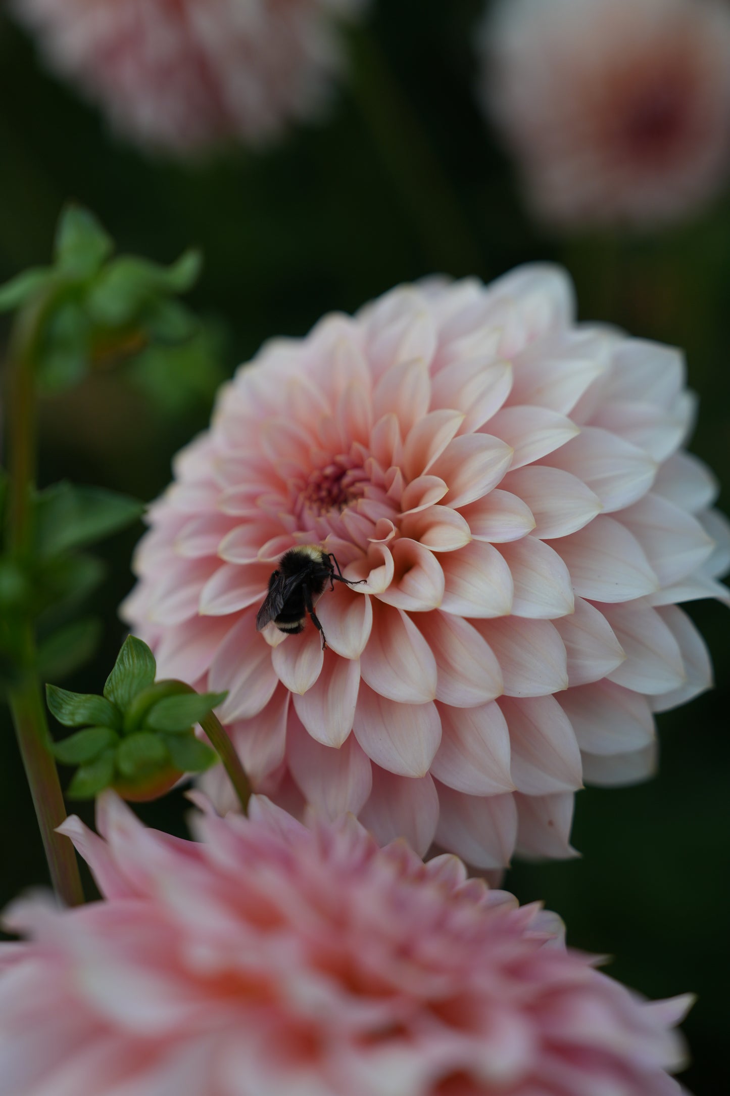 RM PEACHY PINK - NEW 2026!