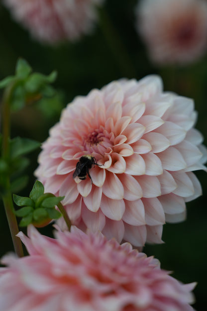 RM PEACHY PINK - NEW 2026!