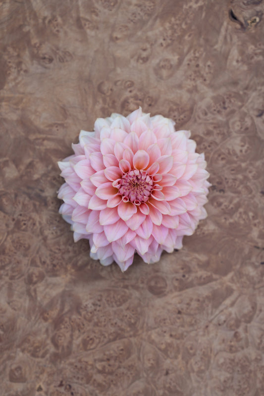 RM PEACHY PINK - NEW 2026!