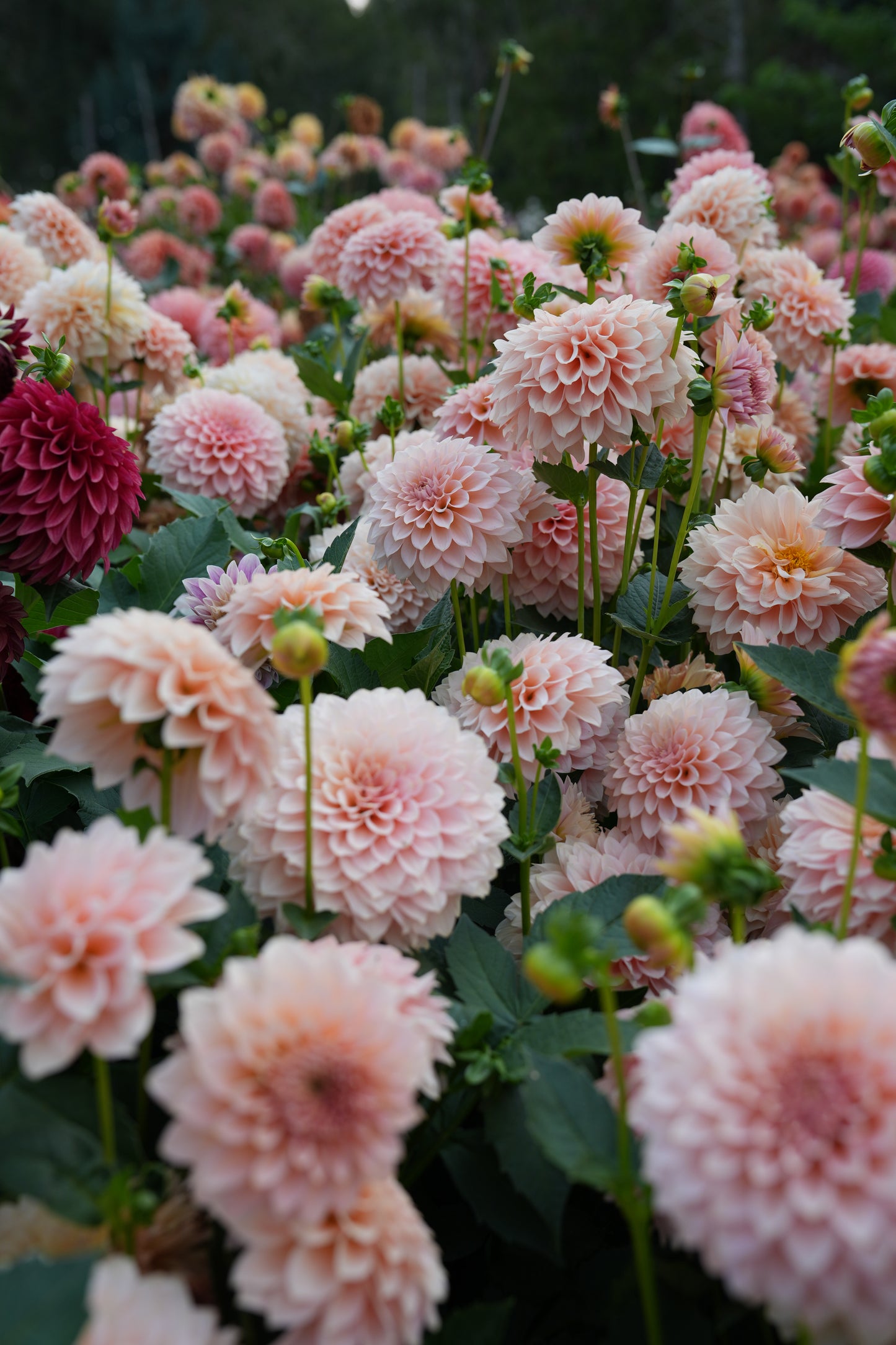 RM PEACHY PINK - NEW 2026!