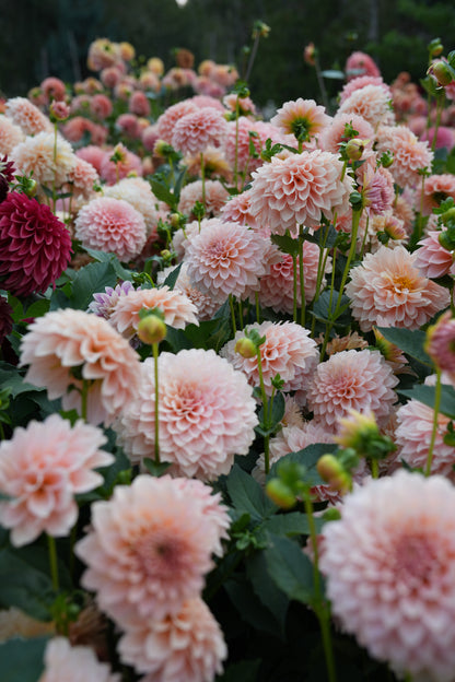 RM PEACHY PINK - NEW 2026!