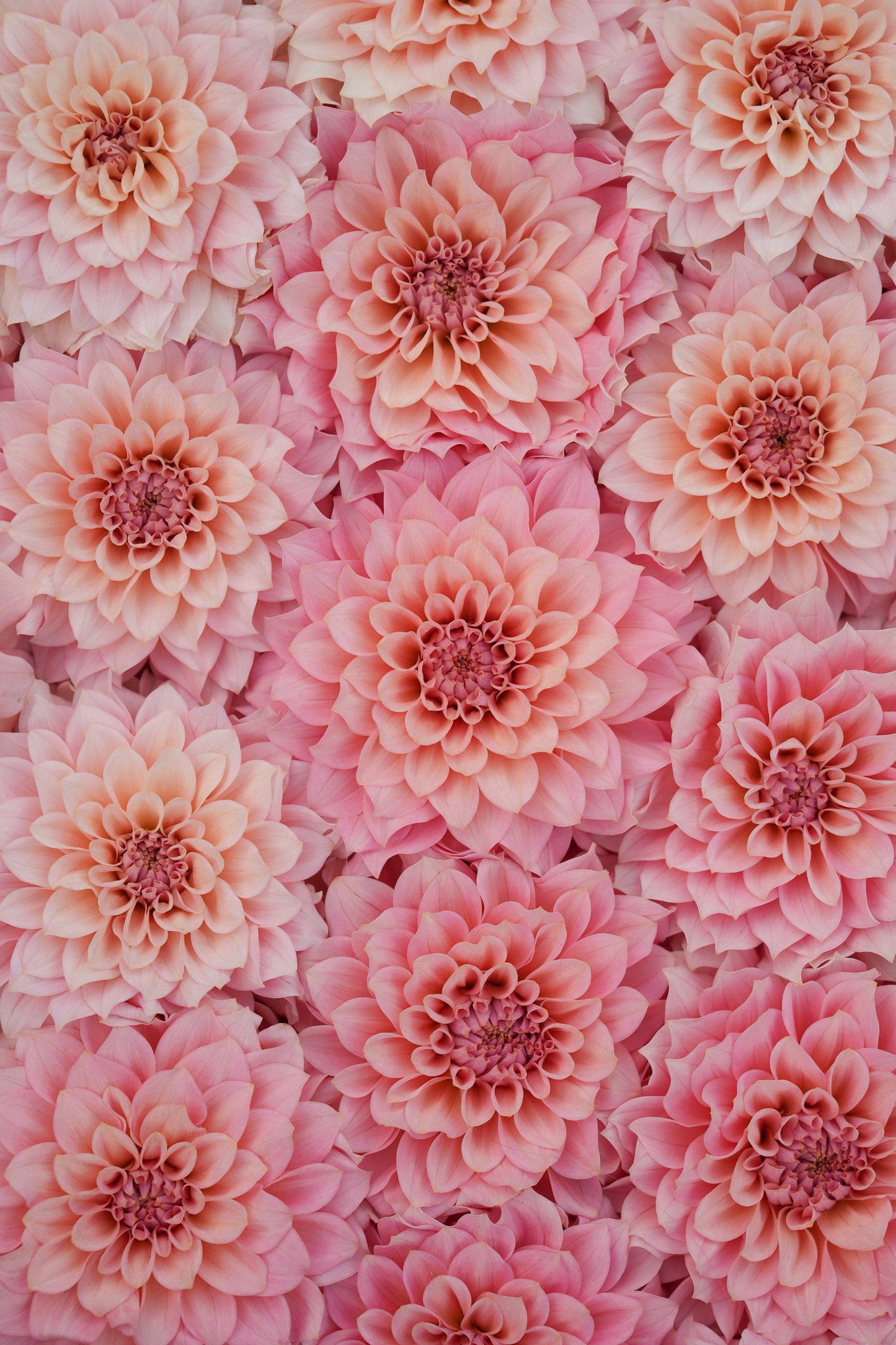 RM PEACHY PINK - NEW 2026!