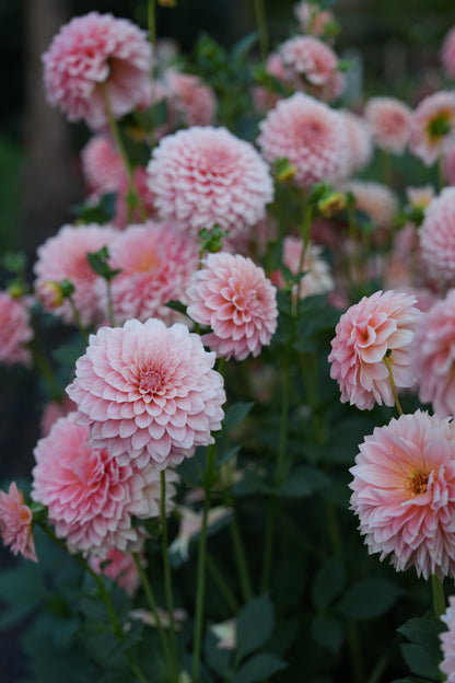 RM PEACHY PINK - NEW 2026!