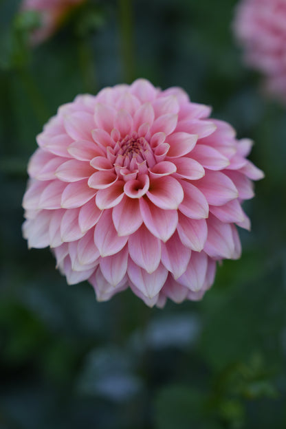 RM PEACHY PINK - NEW 2026!