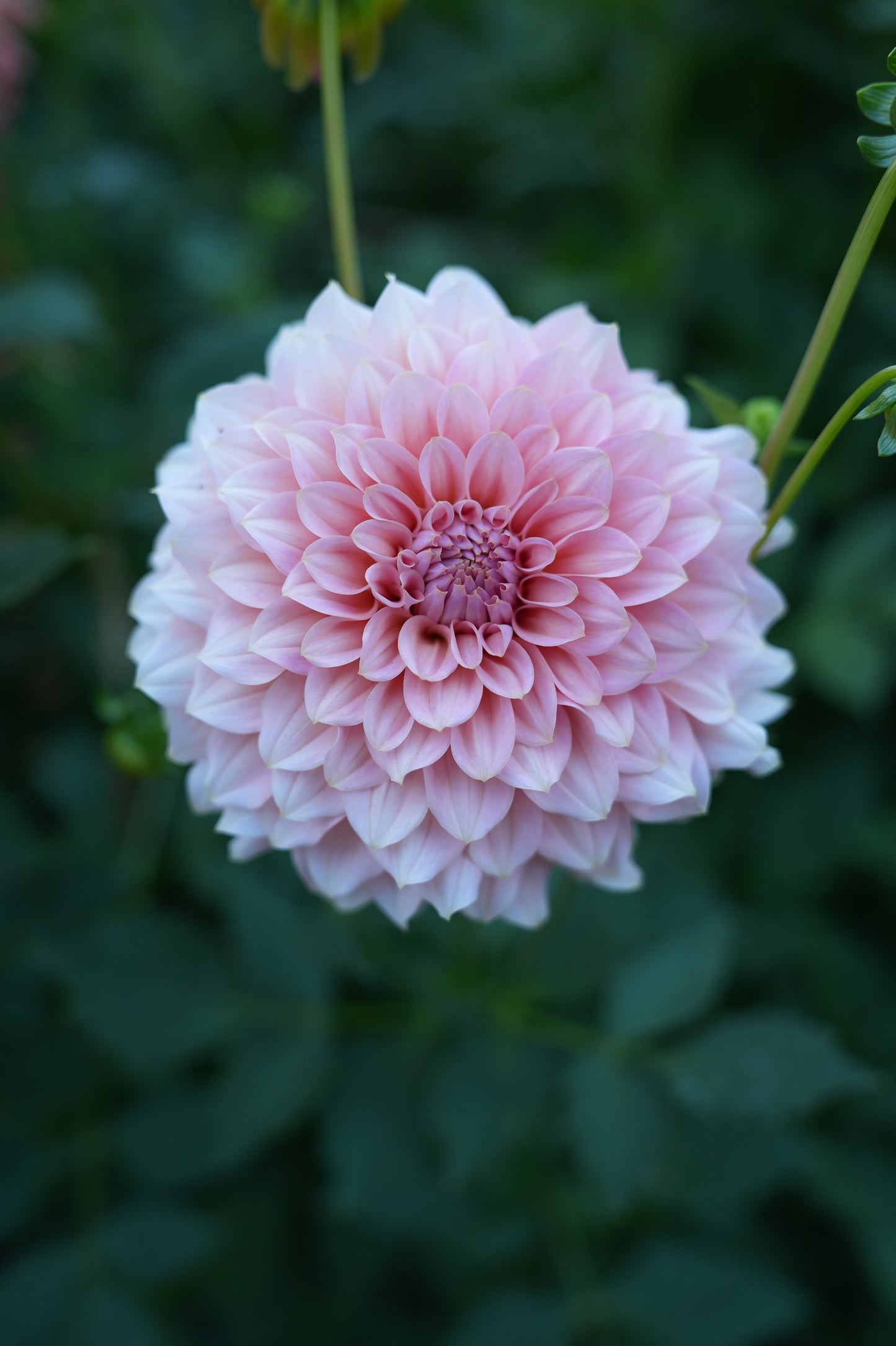 RM PEACHY PINK - NEW 2026!