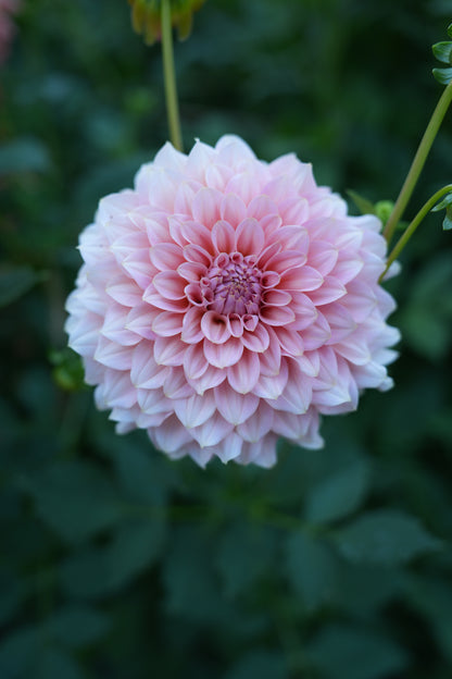 RM PEACHY PINK - NEW 2026!