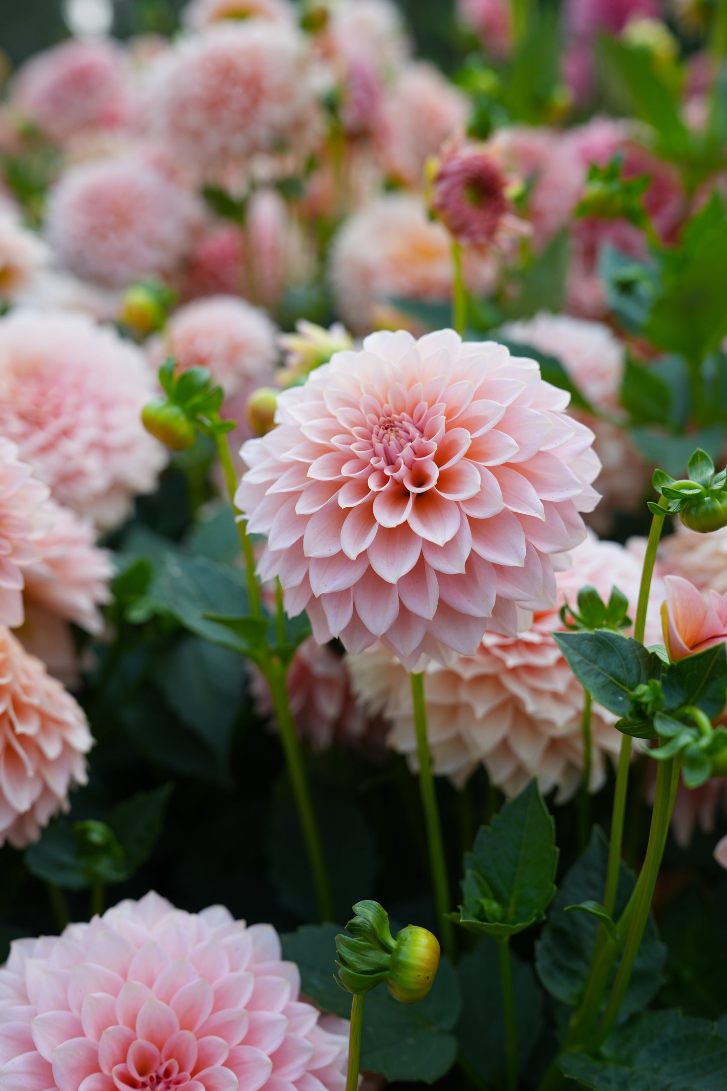 RM PEACHY PINK - NEW 2026!