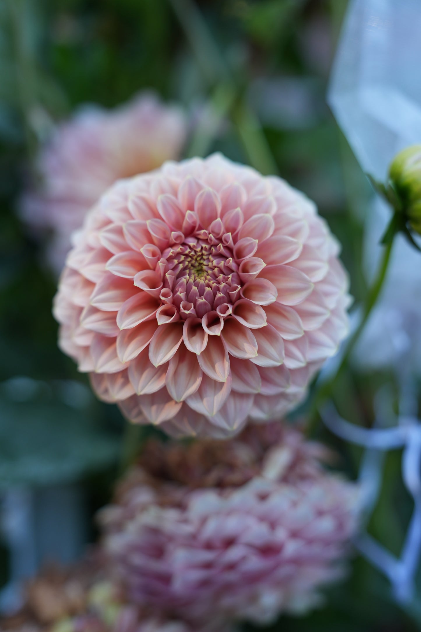 RM PIXIE DUST - NEW 2026! - LIMIT 1