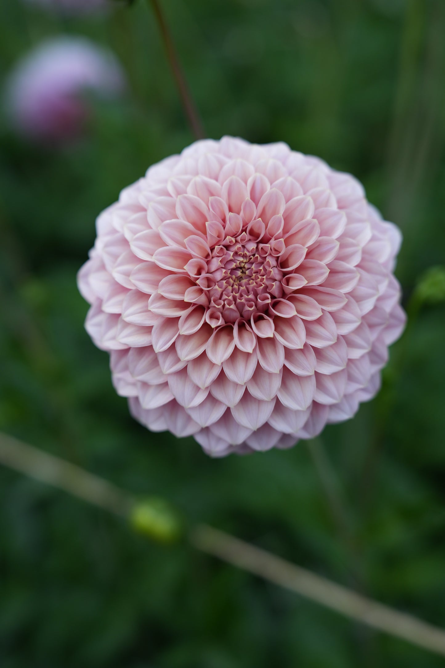 RM PIXIE DUST - NEW 2026! - LIMIT 1