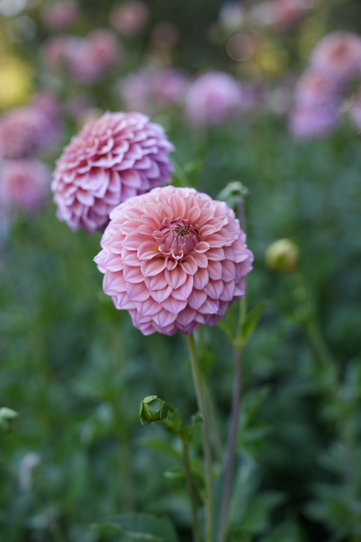 RM PIXIE DUST - NEW 2026! - LIMIT 1