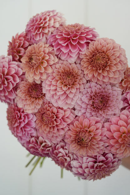 RM PIXIE DUST - NEW 2026! - LIMIT 1