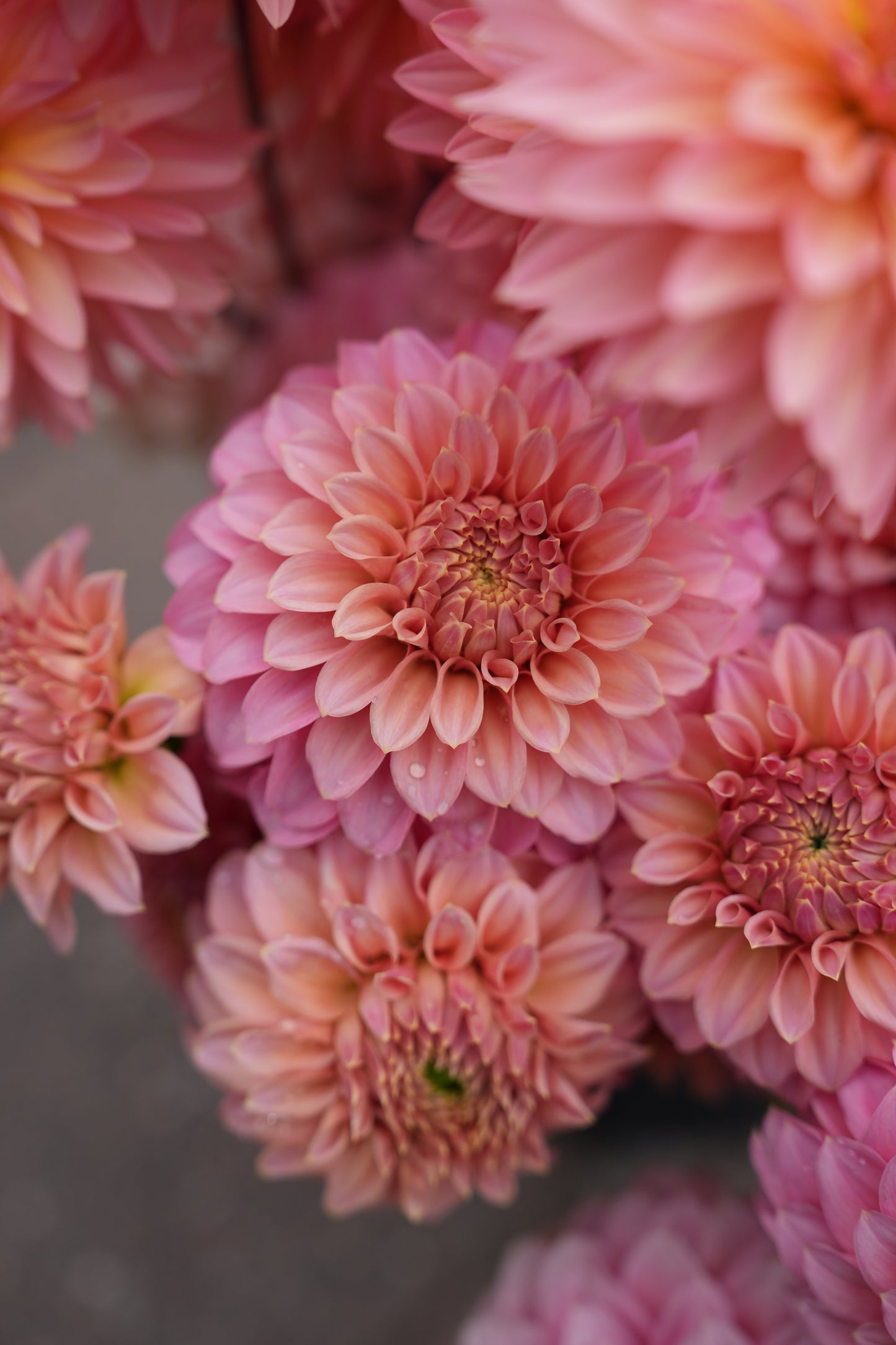 RM PIXIE DUST - NEW 2026! - LIMIT 1