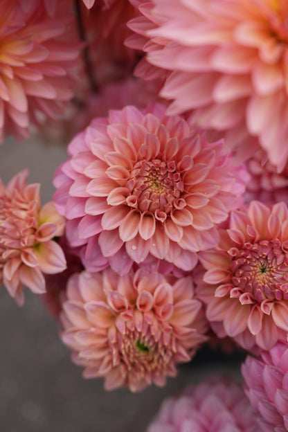 RM PIXIE DUST - NEW 2026! - LIMIT 1