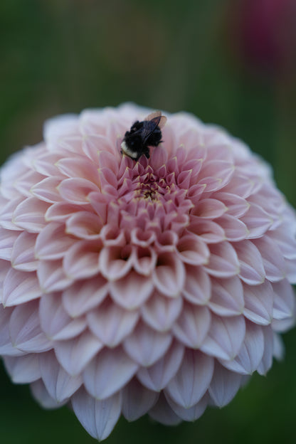 RM PIXIE DUST - NEW 2026! - LIMIT 1