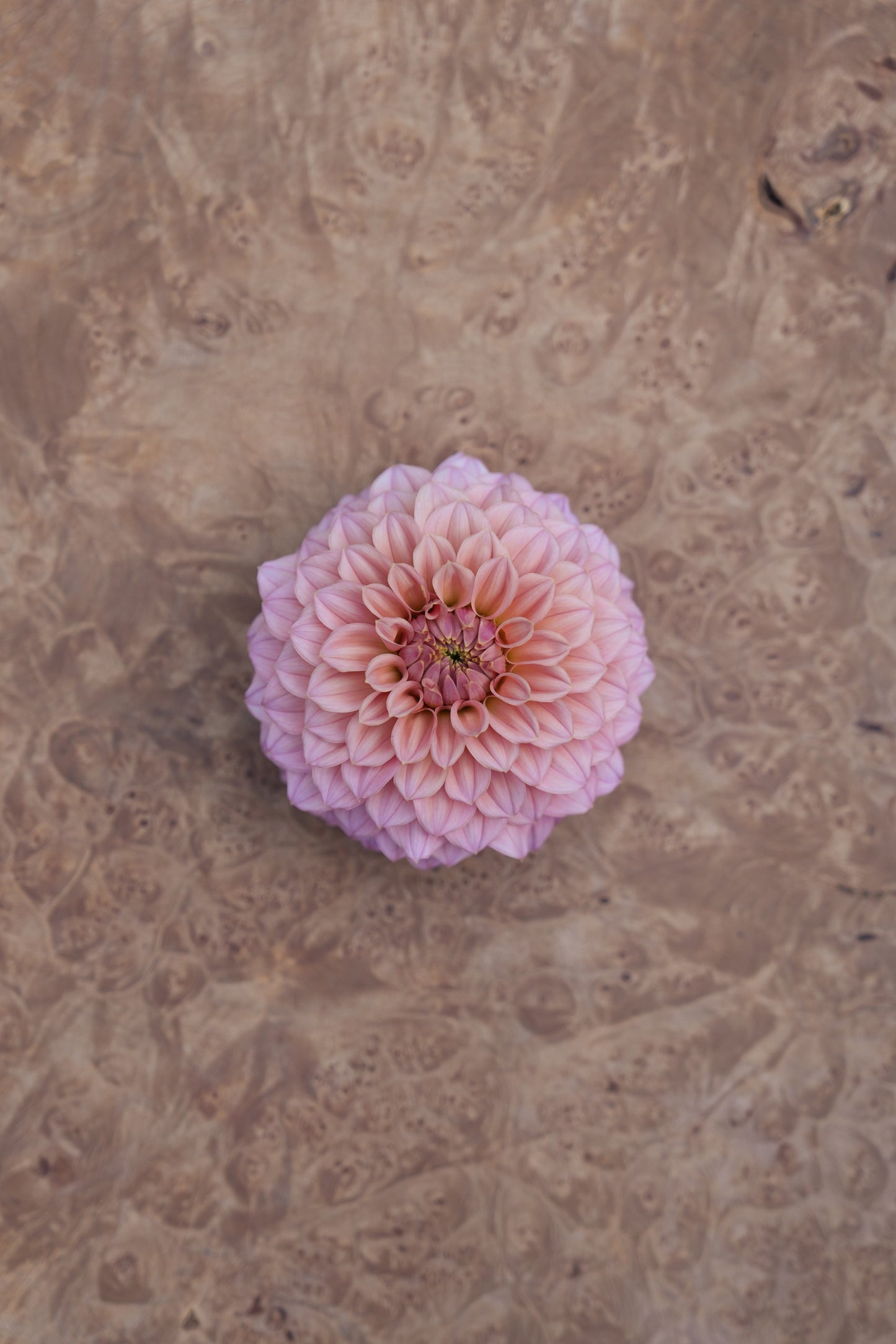 RM PIXIE DUST - NEW 2026! - LIMIT 1