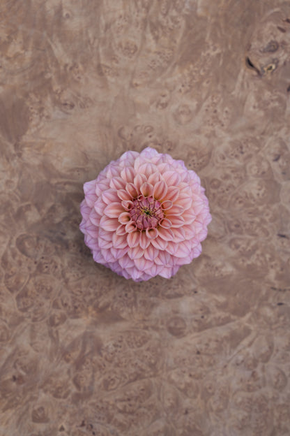 RM PIXIE DUST - NEW 2026! - LIMIT 1