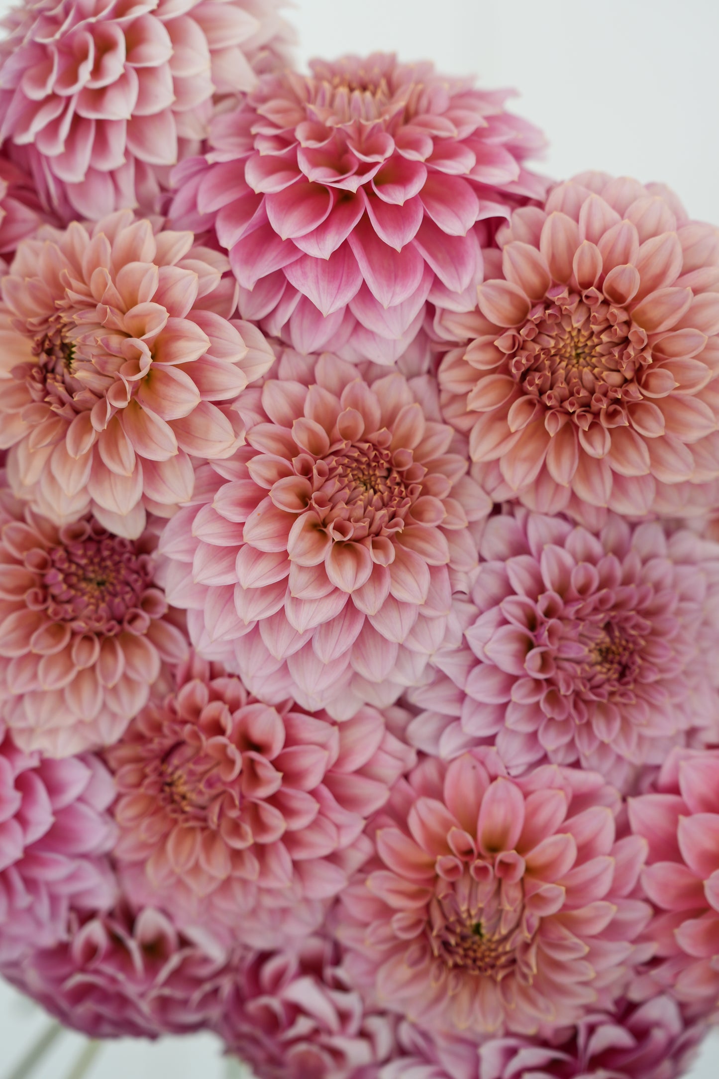 RM PIXIE DUST - NEW 2026! - LIMIT 1