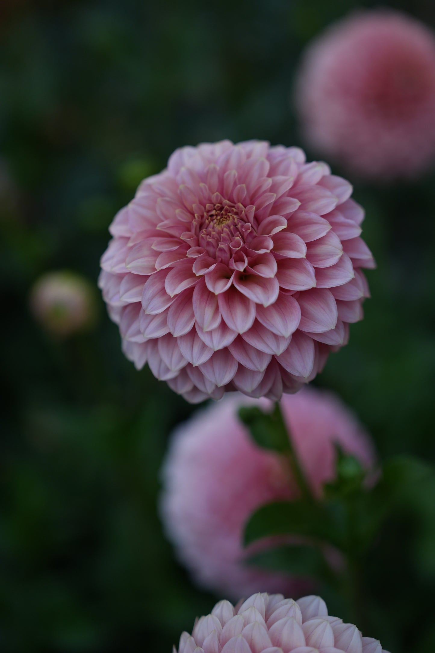 RM PIXIE DUST - NEW 2026! - LIMIT 1