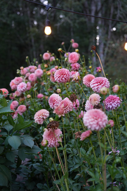 RM PIXIE DUST - NEW 2026! - LIMIT 1