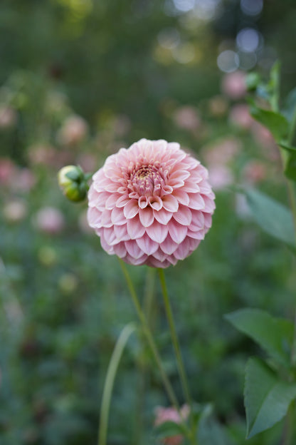 RM PIXIE DUST - NEW 2026! - LIMIT 1