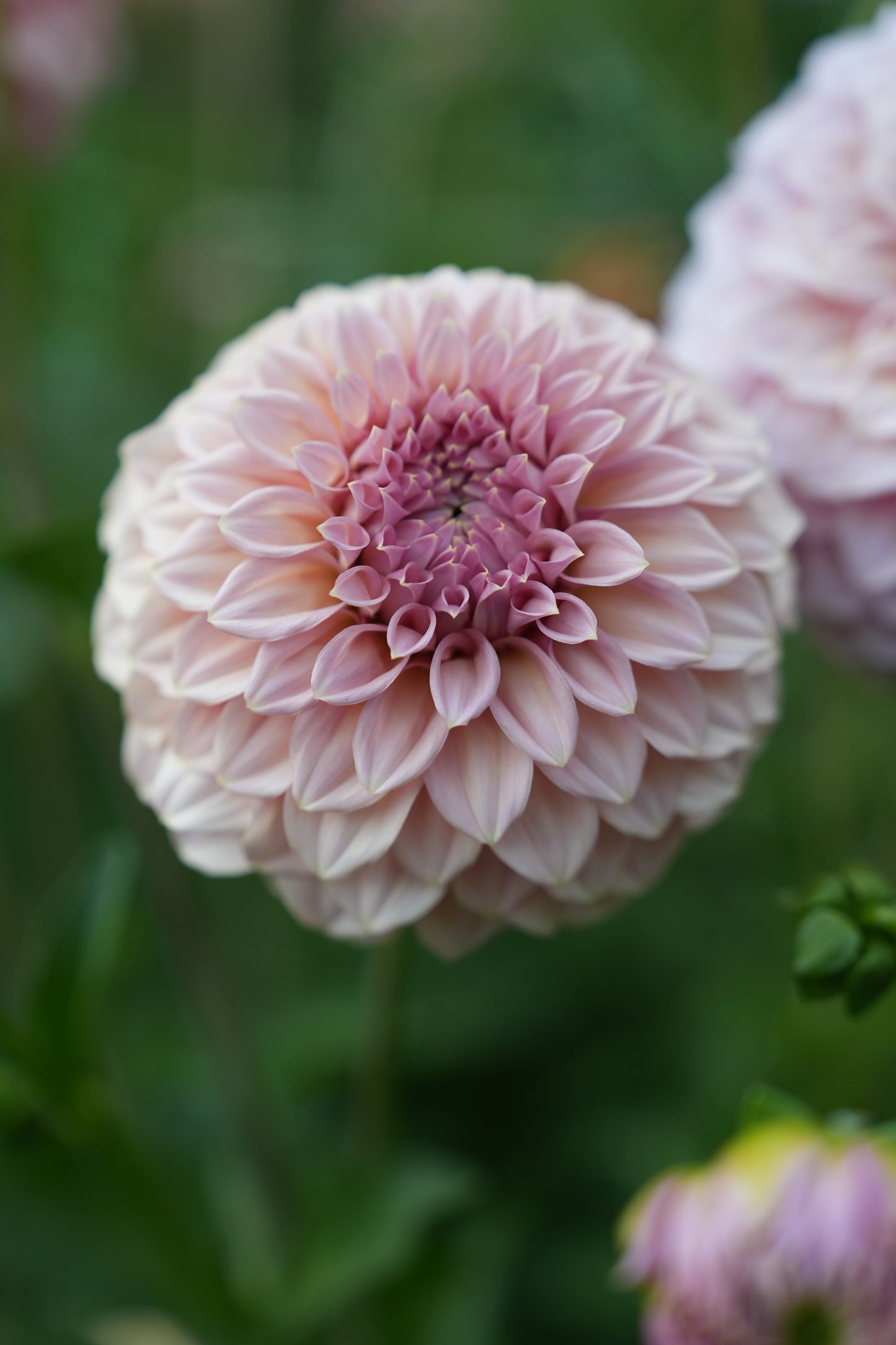 RM PIXIE DUST - NEW 2026! - LIMIT 1