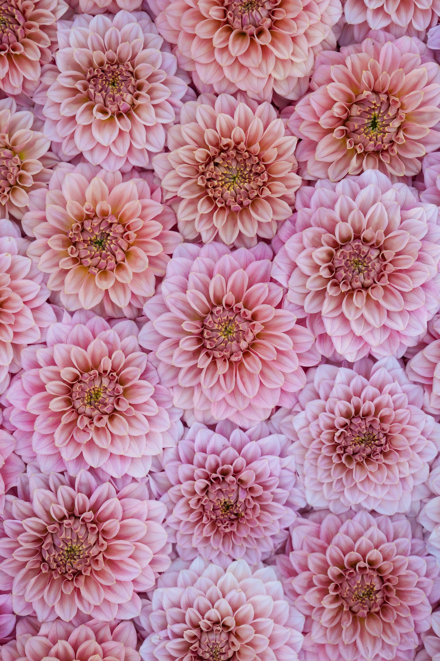 RM PIXIE DUST - NEW 2026! - LIMIT 1