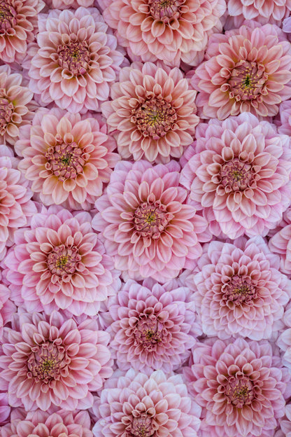 RM PIXIE DUST - NEW 2026! - LIMIT 1