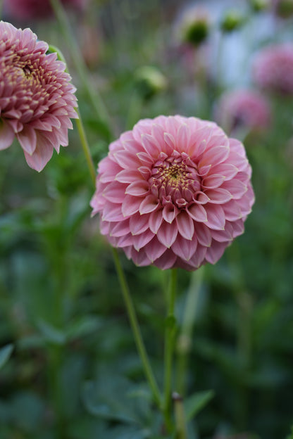 RM PIXIE DUST - NEW 2026! - LIMIT 1